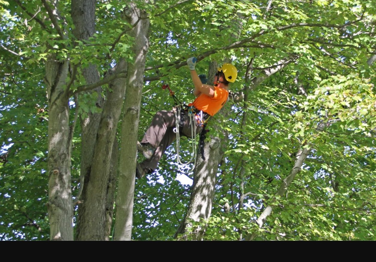 Climber roped into the canopy during a sectional tree removal