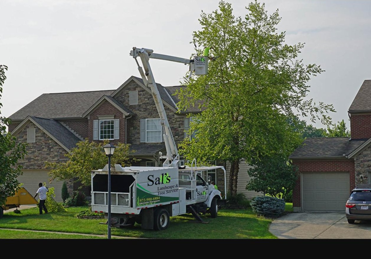 Sal's Treescape bucket truck trimming a tall tree at a DFW home