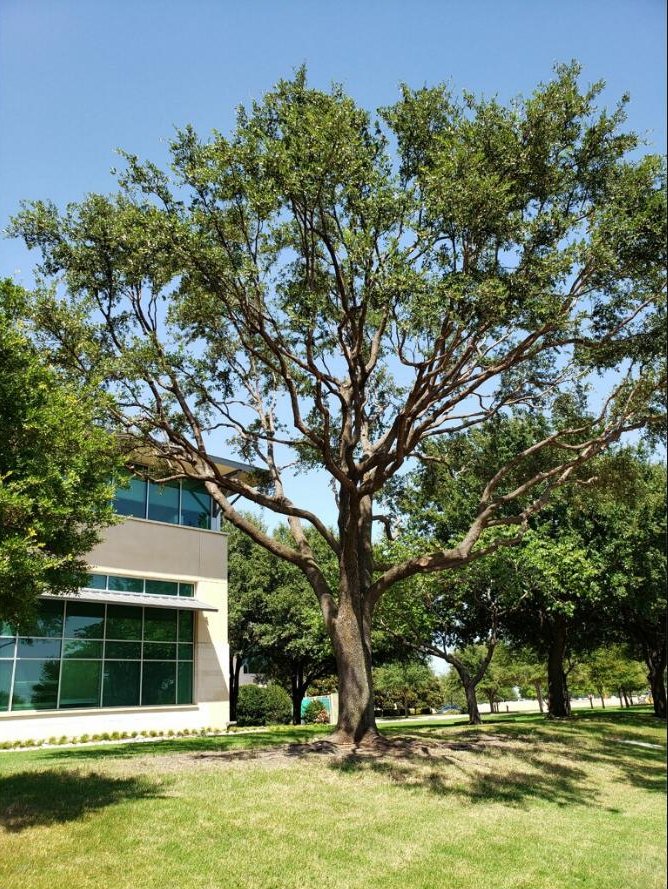 Healthy trimmed live oak at a Dallas-Fort Worth property