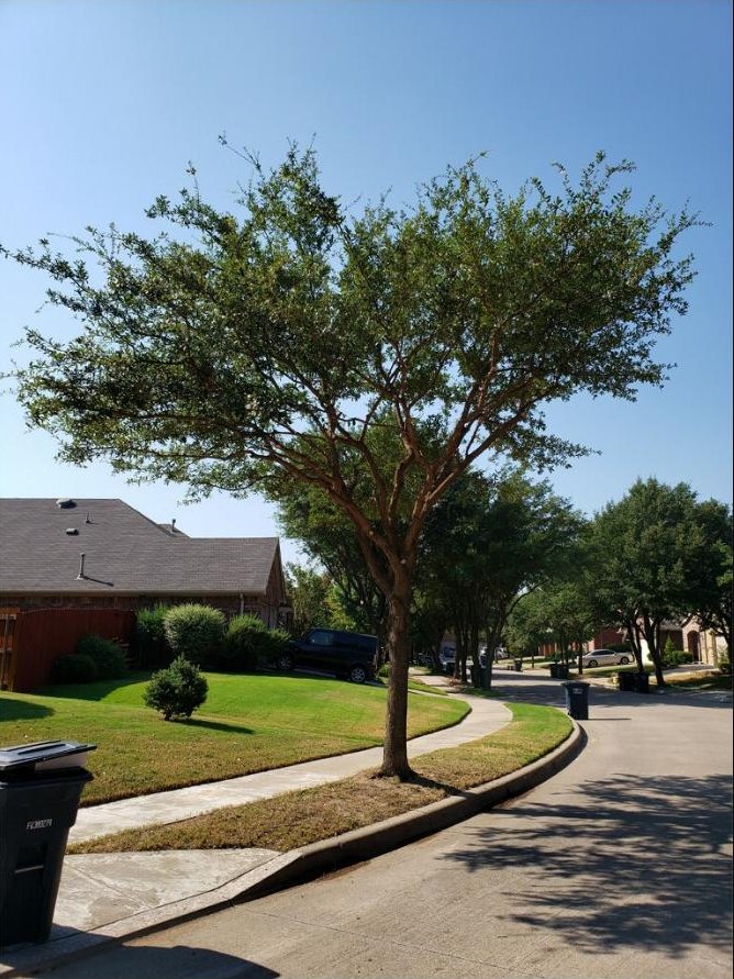 Tree-lined residential street in the DFW Metroplex
