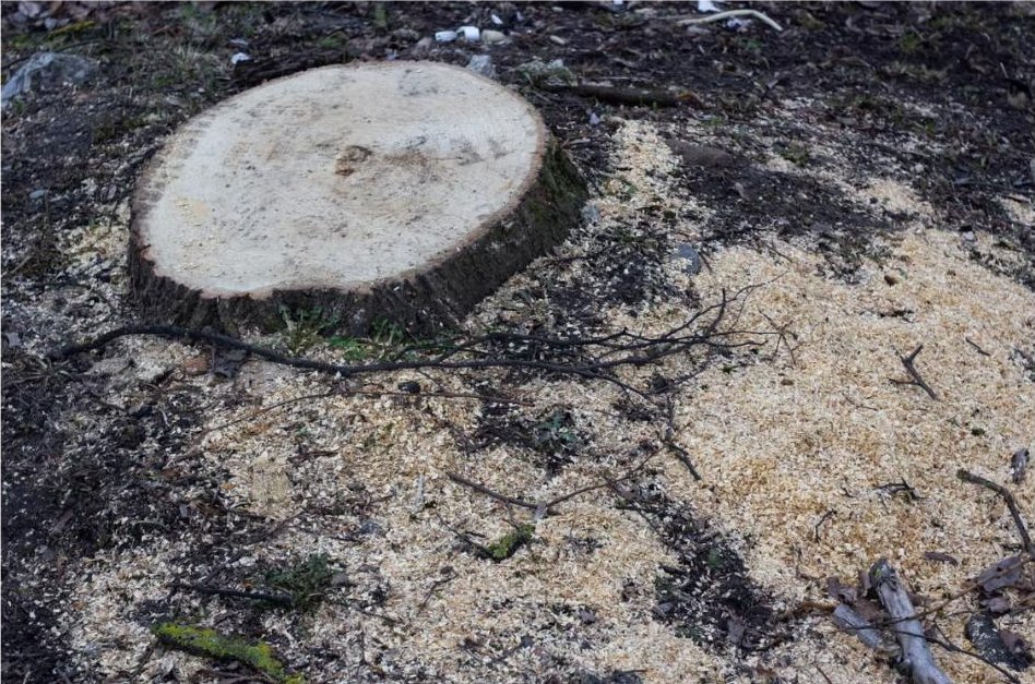 Freshly ground tree stump surrounded by sawdust